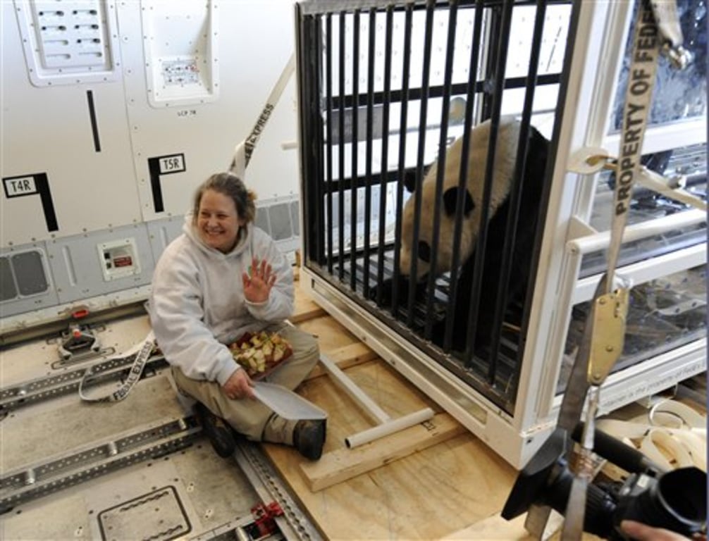 U.S.-born pandas arrive in China